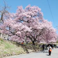 信州　高遠・飯田桜紀行