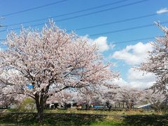 大堀川沿いの桜並木