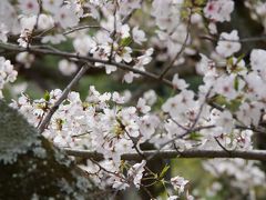 2019年、今年も栗林公園の桜を見に