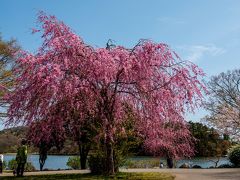 志高湖の桜　2019