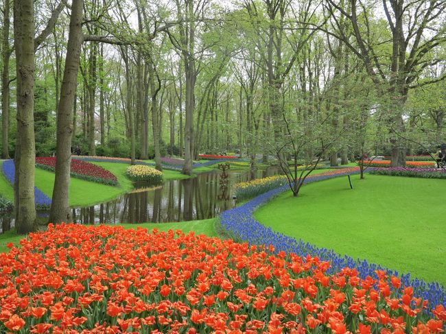 私は、2006年から2011年までオランダに駐在したこともあり、毎年、家から小一時間のキューケンホフ公園へ行きました。最初に訪問した時の興奮は今でも覚えて居ます。2018年4月に、暫くぶりにどうしても見たくなり、ワイフと一緒に訪問しました。これが、私の10回目の訪問となりました。<br /><br />非常に広大な公園ですが、ありとあらゆる種類のチューリップが隙間無く開花しています。見事なチューリップの鮮やかさに見入り、同時に、チューリップの種類の豊富さに驚きます。チューリップは大体600万～700万株植えられているそうです。<br /><br />キューケンホフのチューリップのポイントは以下だと思います。<br />１．訪問時季<br />　　開花状況で全く印象が違います。早すぎても、遅すぎても残念です。経験上、屋外は4月後半の2週間と5月第1周が良いです。但し、天候次第でズレることがあります。また、巨大な温室内でも多様なチューリップを見ることが出来ますが、これはもう少し早めです。（因みに、花を長く咲かせるために、同じ場所で２～３回咲くように、特種な球根の植え付けをしているそうです。マルチレベルプランティングと言い、背の低い早咲き品種を浅く、背の高い遅咲き品種を深く植栽することで、同じ場所で複数回花を咲かせる技法だそうです。それでも、チューリップのベストな開花時季は、毎年違います。）<br />２．訪問時間<br />　　昼間はかなり混みます。写真を撮るなら、早朝と夕方は空いていますが、早朝の方が写真映えするかも知れません。晴れの日の方がきれいです。<br />３．訪問方法<br />　　私は自動車で行きましたが、時間帯道路によっては、長時間の道路渋滞になります。早朝・午後遅くだと渋滞は少ないです。また、公共バスは優先されるので、マイカー・レンタカーより有利だと思います。<br />４．所要時間<br />　　勿論、楽しみ方次第ですが、一通り見ようと思ったら、少なくとも３時間かかると思います。レストランやカフェーもあります。<br /><br /><br />（余談）私も日本に戻った後は、オランダまでチューリップを見に行くのは簡単では無いです。東京で、色々な所へチューリップを見に行きましたが、東京都立川の昭和記念公園のチューリップを見た時に、キューケンホフ公園に似ていると思いました。調べると、キューケンホフ公園の園長を長年勤められた、ヘンクＮ.Ｔ.コスター氏に監修を受けたそうです。雰囲気が良く似て居ます。本場キューケンホフは、その素晴らしい昭和記念公園のチューリップの何十倍の規模です。<br />