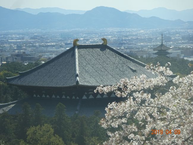 この桜のシーズンに何処かに行ってみたくなりました。そこで最近出かける機会の少なかった奈良に行ってみたくなりドライブを兼ねて、出かけてきました。自宅より新名神を経由して国道163号線を利用して木津川町経由で奈良に行きました。道中桜が咲き誇り春満開の並木道も有り満喫できる道中でした。又、半世紀ぶりほど前にドライブした思い出の場所でもあります若草山山頂にも行ってきました。そして東大寺・興福寺・猿沢の池・奈良ホテル・奈良公園・奈良国立博物館等を巡りながらゆっくりと散策しました。宿泊もＪＲ奈良駅直結の日航奈良ホテルに宿泊しました。ホテルもハイクラスとの事で予約しましたが、ツアー団体の宿泊先でもありましたので、朝食時間には混雑して、折角ゆっくりできると思いましたのに残念でした。<br />　尚二日目は雨に降られてしまい、傘の出番となってしましました。