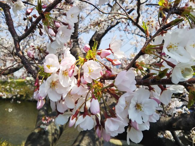  愛知県内の三つの市で桜&#127800;を見て来ました。