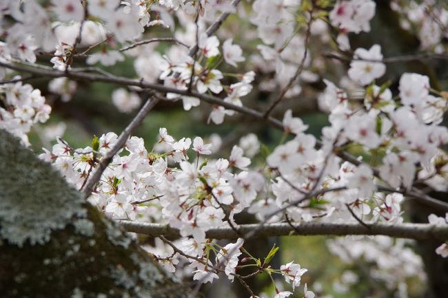 14時過ぎにコーラスの練習が終わって、ちょっと栗林公園の桜を見に寄ってきました。<br /><br />なんだか忙しくてゆっくりした時間が取れないのですが、やっぱり栗林公園の桜は見ておかないと、です。<br />