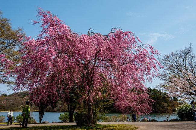 　平地の桜はすっかり散ってしまいました。<br />　高地にある志高湖ではまだ桜が見ごろという。