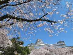 姫路城と桜