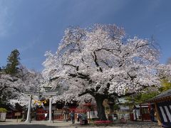 「世良田東照宮」のサクラ_2019（2）_ほぼ満開、見頃です（群馬県・太田市）