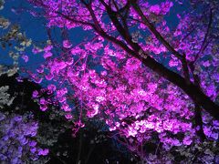 須磨浦公園の夜桜ライトアップ