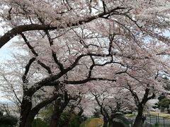 日立市で桜