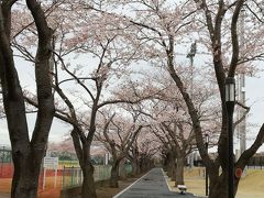 阿漕ヶ浦で桜