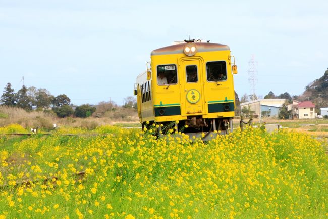 菜の花の中をガタゴトと走るいすみ鉄道。4年前に初めて鉄道写真に挑戦したのが、いすみ鉄道のムーミン列車でした。<br />https://4travel.jp/travelogue/10998829<br /><br />そのムーミン列車が2019年3月で運行を終了するとのこと！<br />先日の小湊鉄道写真ツアーでは菜の花が見られなかったこともあり、ムーミン列車とのお別れと菜の花リベンジをかね、いすみへ行ってきました。<br /><br />前回は夫に車を運転してもらい列車を追いかけましたが、ペーパードライバーのクッシー、小湊鉄道に続いて今回もクラブツーリズムの写真ツアーにお世話になりました。ツアーはいすみ市在住のフォトグラファー、草原学先生といすみ市観光課のパックアップもあり、5カ所で9本の列車撮影と実際に乗車も叶いました（＾＾）<br /><br />