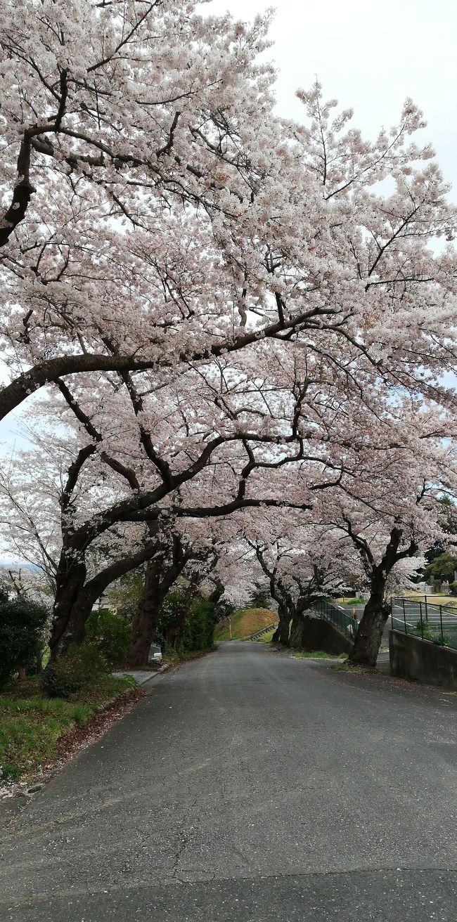 日立で見る桜です。<br /><br />駅前通りの桜を見るのは、個人な感想は市役所方向から駅に向かう方向でみるのがいいかな<br /><br />かみね公園は観覧車とコラボやジェットコースターが動いてるところとのコラボ狙いたい。<br /><br />十王パノラマパークは遅咲きの桜もあるようなのでそちらを待ちたい。<br /><br />表紙の写真は<br />高速道路を降りてすぐのところにある両側がお墓の間の通りを撮したものです。