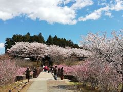 風土記の丘のしだれ桜