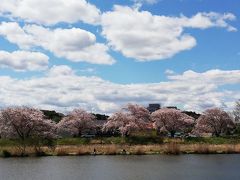 土浦で桜