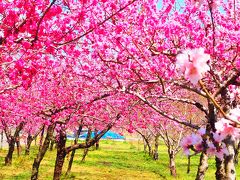 山梨へ☆彡満開な桜～桃～春色求めて☆彡