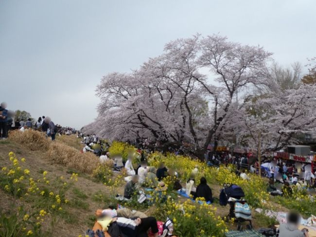 埼玉・熊谷に桜を見に行ってきました。<br />荒川に沿う桜堤はちょうど満開で、土手に植えられた菜の花の黄色とのコントラストが見事でした。<br />さくら祭期間中ということで屋台もたくさん出ていました。