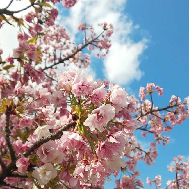 大阪造幣局桜の通り抜けへ行ってきました。まだまた咲き始めの木も多かったので見頃がつづきそうです。<br />