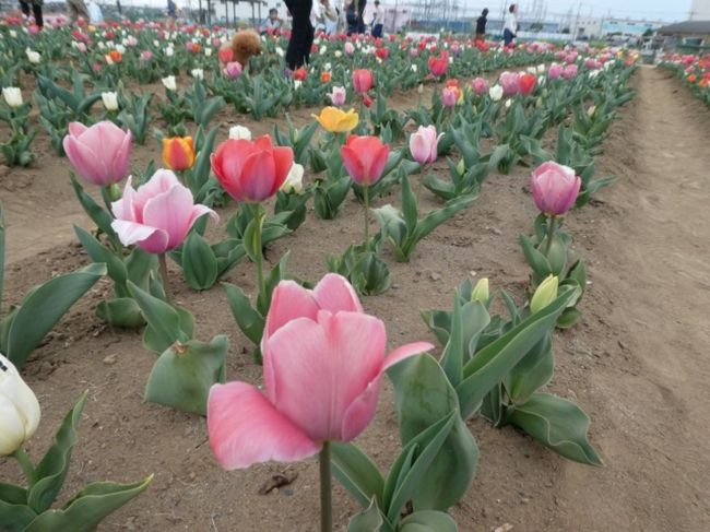 埼玉・鴻巣の花のオアシスで行われていたチューリップまつりに行ってきました。<br />摘み取りなどもできました。