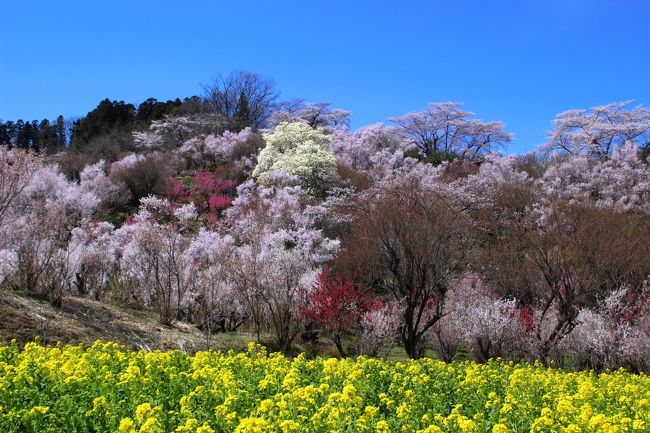 ☆４/９（火）、今年も福島の桃源郷こと花見山に行ってきました。<br />花見山は、写真家の秋山庄太郎氏（故人）が「福島に桃源郷あり」と讃え<br />毎年訪れた花の楽園です。<br />サクラ、レンギョウ、ハナモモ、モクレン、ボケ、サンシュ等、<br />春になると２０種以上の花木が競い合うように一斉に咲きだし<br />百花繚乱まさに桃源郷のような素晴らしい風景が楽しめます。<br />今年の春は前半こそ暖かったものの<br />桜(シメイヨシノ)の蕾が膨らんでから冬に逆戻りしたような気温になり<br />開花がしばらく足踏み状態でしたがようやく見頃を迎えました。<br />かと思えばなんと私が訪れた2日後に福島市はまさかまさかの９ｃｍの積雪。<br />花のベストタイミングに訪れるのは難しいものです。<br />