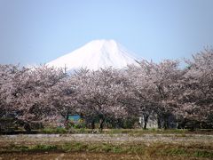 早朝ウォーキング花紀行・・・6