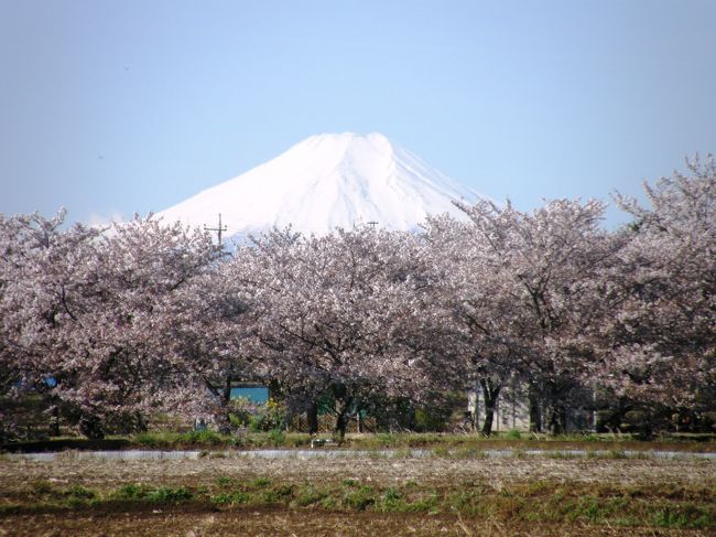 <早朝ウォーキング花紀行・・・6 ><br /><br />春のウォーキングは、野草や木々の花が見ながら歩けるので楽しい。<br />リハビリで歩けと言われても、なかなか乗れないが・・・<br />木々の花や、野草・コース沿いの屋敷内の草木の花々等々、時間を忘れて歩きながら楽しむことが出来ます。<br /><br />特に、今の季節は、ウォーキングコース上で、沢山の桜の花・野草が沢山見られ、時間を忘れ、歩数を延ばすことが出来て一挙両得の気持ちです。<br /><br />今朝は毎日の通常コースではなく久喜市鷲宮・加須市川口の桜を見ながら歩きます。