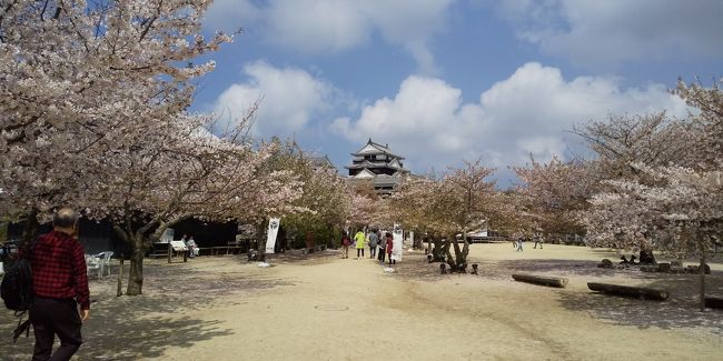 4月7日から一泊で、東京から2名、名古屋から1名、大阪から6名の既に60半ばも過ぎた大学時代の仲間が松山に集まり、お昼には宇和島鯛めしと松山鯛めしをいただき、ゆっくりと道後温泉につかってきました。道後公園と松山城の桜もきれいで、地元の人はもちろん多くの観光客でにぎわっていました。