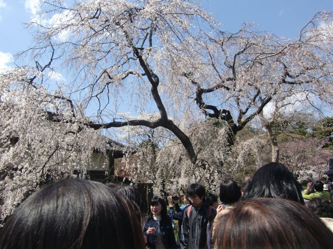 皇居の見学は長時間並ぶとの話があり・<br />今までは避けていたが今年こそは行ってみようと思った<br /><br />皇室サイトを見たら30分は並ぶそうだ~耐えられるかな。<br />7日が最終日。<br />この3日は平日<br /><br />結果・第一関門・玉砂利部分のテントの身体検査と手荷物検査で詰まったけど・・ほかはのんびり花見ができた。