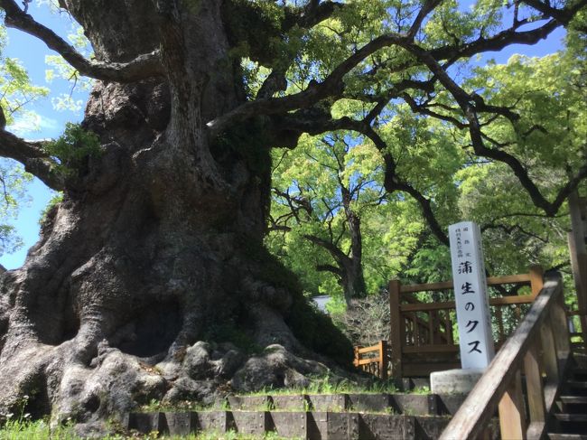 蒲生町の八幡神社の境内にある日本一の大楠を見に行きました。平日なのか私以外には誰もいませんでした。<br />推定年齢1500年、樹高30m、幹回り24.22mの日本一の巨木であることが証明されています。幹の所に扉がありますが鍵がかかっていて中には入れませんが中は8畳敷の空洞があります。