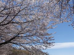 「八王子山公園墓地」のサクラ_2019_散り始めていますが、まだ十分綺麗です。（群馬県・太田市）