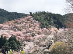 吉野の桜、中と上千本が薄ピンクのパッチワーク