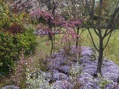 桜とバラのはざまも豪華、横浜イングリッシュガーデン