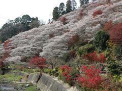 小原四季桜まつりと紅葉