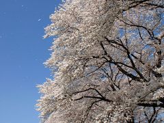 2018年八幡桜だより06・背割堤桜並木３-前編