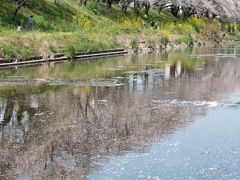 2019年　東海の桜めぐり　【６】新境川堤の桜並木