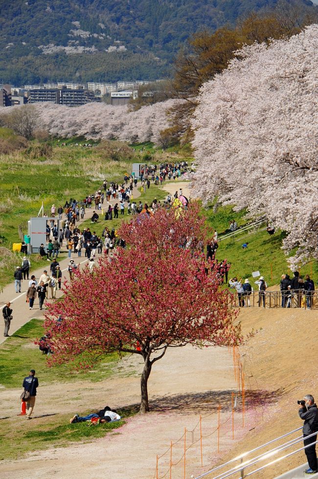 2018年、背割堤桜並木の満開の続きです。<br />https://4travel.jp/travelogue/11479568<br /><br />今年も咲きました！！<br />八幡市が決定した桜まつりの日程が、3月31日～4月11日までなのですが、今年の気象条件から例年よりかなり早く咲き始めているので、しっかりリサーチして、3月28，29，30日が満開と予測していましたが、その通りになりました！<br />お陰で車で訪問できるし、平日なので混み具合も緩和されますのでラッキーですね。<br />それにいつもは快晴の日でも春の花曇りになることが殆どで、空が青くなる陽なんて、満開時期に数時間有るかどうかでしたが、今年の特色として、快晴の日が連続したのです。<br />その後、桜祭が始まると、連日例年同様の花曇りで、しかも肝心の花が突風で吹き飛んでしまい、開催期日後半は葉桜でした。<br /><br />では、そのとてもラッキーな条件が沢山重なって出掛けた、満開で迫力満点の桜並木の続きをご覧下さい。