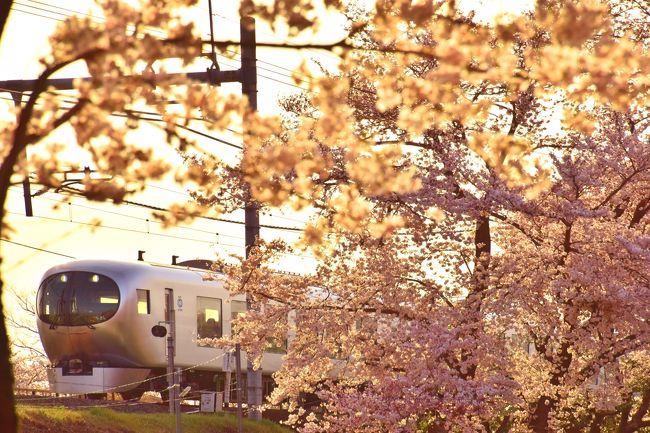 入間川沿いに咲き広がる満開な桜の風景を探しに訪れてみました。