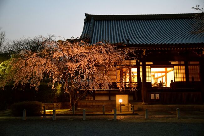 ひとりお花見部2019②　妙満寺のライトアップと 嵐電桜のトンネル夜桜電車の 一日め後半篇