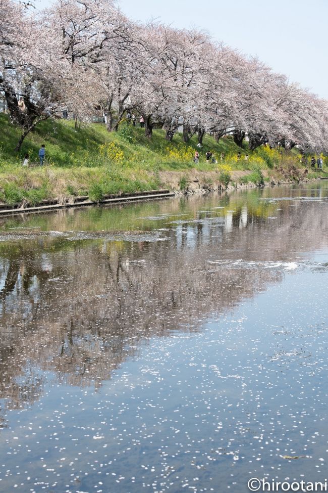 今日は天気にも恵まれ、岐阜県の桜を満開を迎えたところを選んで回りました。以下順番です。<br />　①霞間ヶ渓　（揖斐郡池田町）<br />　②墨俣一夜城址公園・犀川堤　（大垣市）　<br />　③新境川堤　（各務原市）<br />　④薄墨公園　（本巣市）<br /><br />岐阜の桜名所３箇所目は、新境川堤の桜並木。