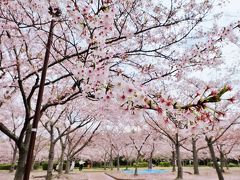 さくらの森へ行きましょう♪　～稲美町花めぐり①～