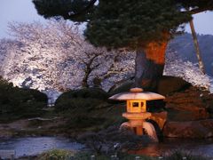 金沢　兼六園夜桜見物