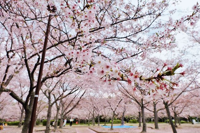 今年の桜はもう終わりかなぁ？と思いながらも桜の木ばかりのさくらの森公園へ花見に行ってきました。どこを見ても桜・桜・桜です。そんな桜色の中、風に吹かれてはらはらと舞う花びら。。。♪桜舞い散る中に忘れた記憶と　君の声が戻ってくる♪　なんて口ずさみながら楽しんできました。<br />花吹雪の中の花見もいいものです。<br /><br />さくらの森公園は、東播磨地域では結構有名なところです。満開のころの週末は、たくさんの人で一杯です。ただし、自動車がないと行けないかも。駐車場・トイレ完備です。桜の下でお弁当も食べられます。誰もが楽しめる公園だと思います。