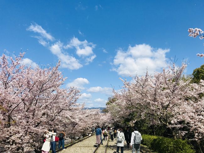 平成最後のお花見で京都に行ってきました。<br />今年は天候のおかげで長い期間お花見を楽しめました。