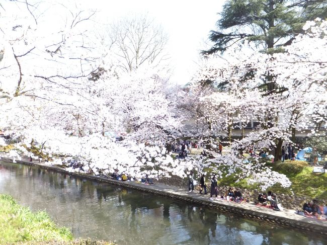 4月6日（土）<br /><br />　金沢産業会館骨董市～富山市城址公園～松川べりの桜