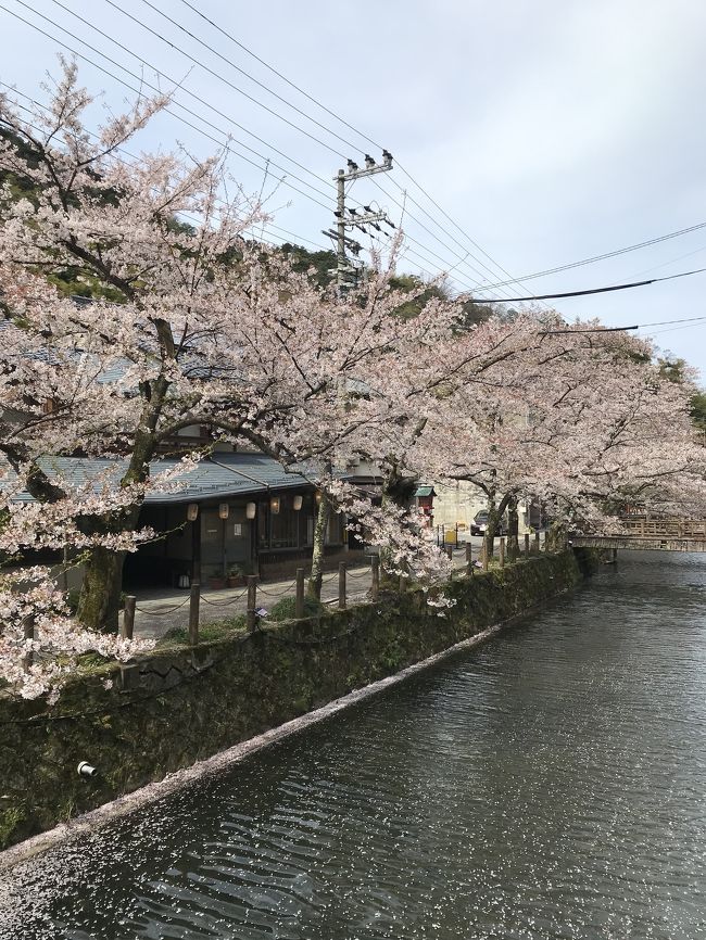 姉との恒例の旅行。<br /><br />一泊で一度行ってみたかった　城崎温泉　外湯めぐりへ。<br /><br />桜の時期と重なって　綺麗で風情がありました。<br /><br />温泉に６回から８回は入ったかな。<br /><br />ゆっくり出来るどころか　少し疲れたけど楽しい温泉巡りでした～。<br /><br />京都から特急往復とまつや旅館一泊二食　温泉巡りの券がついて<br /><br />ひとり２５１００円とリーズナブルでした。<br /><br />日本旅行インターネットで予約しました。