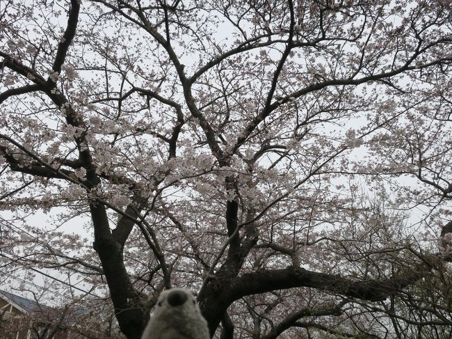 年度終わりで疲れもたまってきたので、桜見物がてら温泉でまったりしてきました。<br />行先はネットで見つけた「伊豆のバリ」アンダリゾート伊豆高原です。<br />コンセプトの面白さにひかれて選んだのですが、客を楽しませるアイディアにあふれたなかなかいい宿でした。<br /><br />Part1は桜文鳥雛のぬいぐるみ、我が家のマスコットゴエモンと共に伊豆のお花見としゃれこみます。