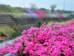 森から川辺へ移動して芝桜を楽しみましょう♪　～稲美町花めぐり②～