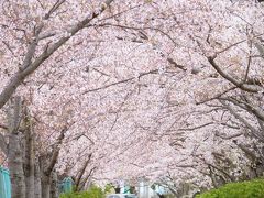 陸上競技場なのに歩きながら花見をしましょう♪　～稲美町花めぐり③～