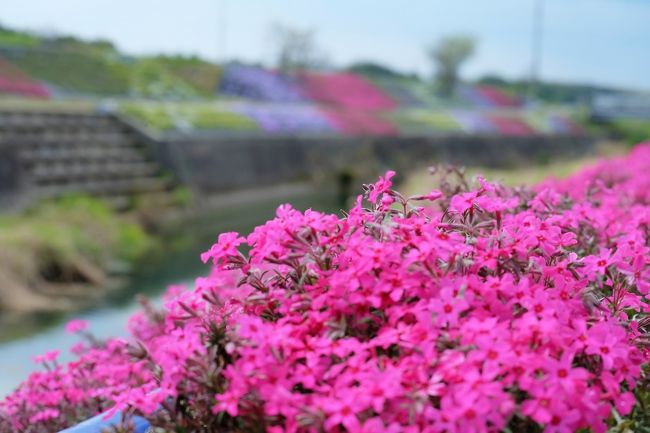 森を楽しんだ後は水辺を楽しみに行きましょう。さくらの森公園と同じ地区にある「草谷川」の土手に芝桜が綺麗に咲いていると聞き、一緒に見てきました。川の両岸に色とりどり綺麗に咲いていました。<br /><br />ソメイヨシノも綺麗で素敵ですが芝桜も可憐で可愛いです。色とりどりでパッと明るい気分になれますよ。