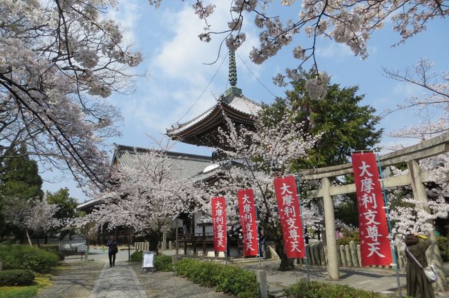 初めて桜満開の京都に行きました。混んでいることを見越して、南禅寺や嵐山は避けます。<br />小さな通好みの寺院が多い、西陣中心の京都旅。前半になります。