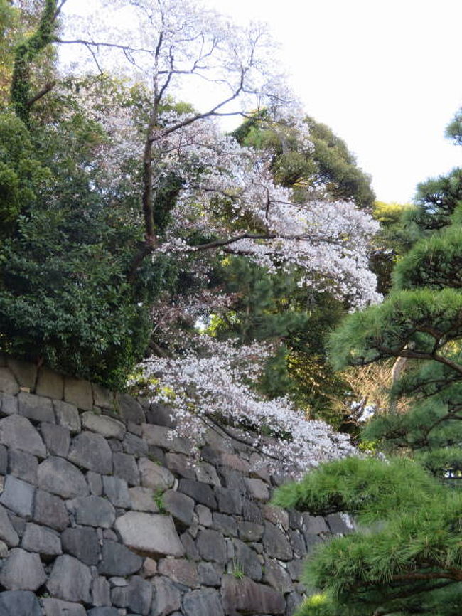 天皇陛下の退位を前に、平成最後の皇居の通り抜けに行ってきました。皇居内の桜は満開で、都心のオアシスはたくさんの人でにぎわっていました。